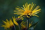 Yellow Wildflower_50497